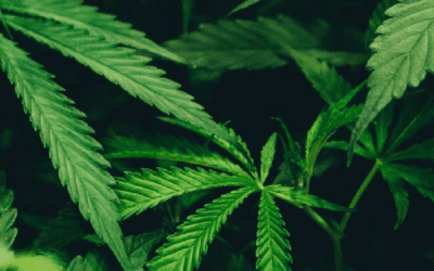 Modern Herbs: Not Just for Stoners