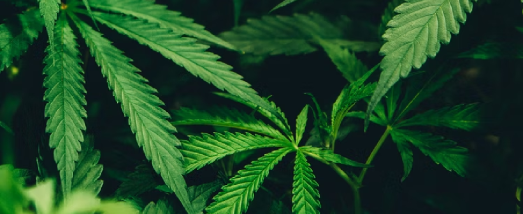 Modern Herbs: Not Just for Stoners